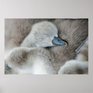 Cutest Baby Animals   Baby Mute Swan Poster
