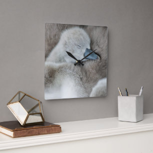 Cutest Baby Animals   Baby Mute Swan Square Wall Clock