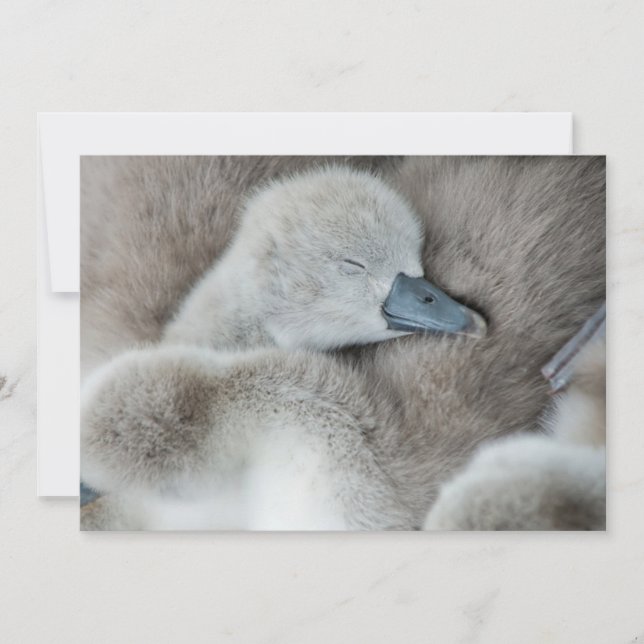 Cutest Baby Animals | Baby Mute Swan Thank You Card (Front)