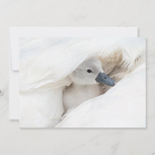 Cutest Baby Animals   Baby Mute Swan Thank You Card