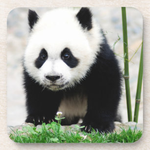 Cutest Baby Animals   Baby Panda Bear Coaster