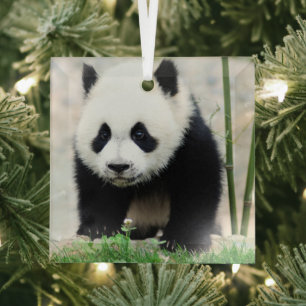 Cutest Baby Animals Baby Panda Bear Glass Tree Decoration