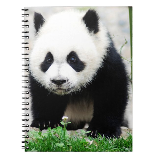 Cutest Baby Animals | Baby Panda Bear Notebook (Front)