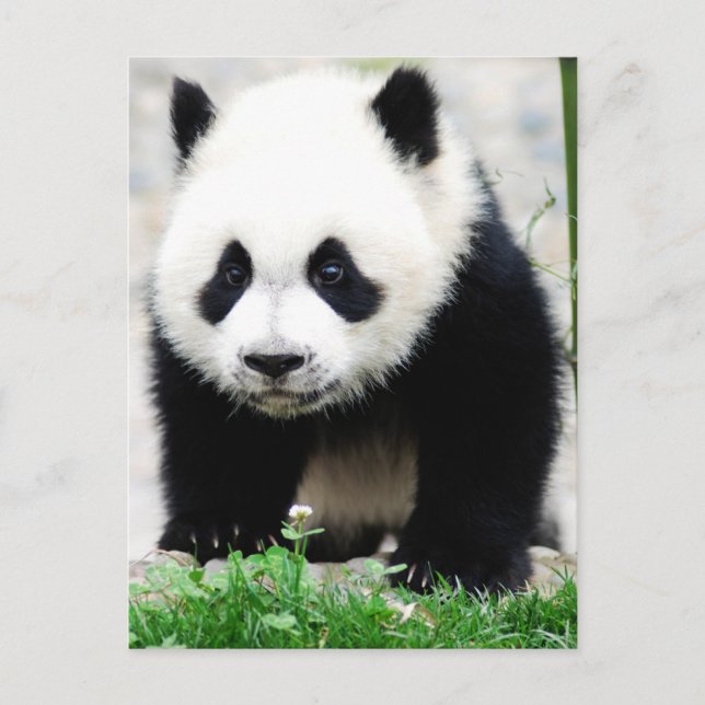 Cutest Baby Animals | Baby Panda Bear Postcard (Front)