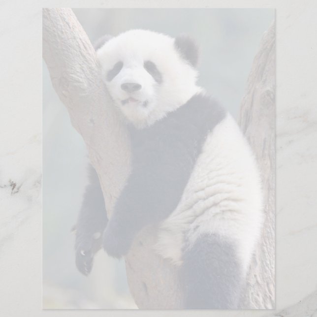 Cutest Baby Animals | Baby Panda Bear Sleeping (Front)