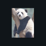 Cutest Baby Animals | Baby Panda Bear Sleeping Canvas Print<br><div class="desc">This cute Getty Images photo features a baby panda sleeping in a tree.</div>