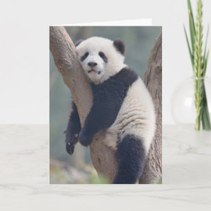 Cutest Baby Animals Baby Panda Bear Sleeping Card