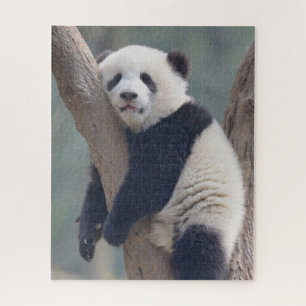 Cutest Baby Animals Baby Panda Bear Sleeping Jigsaw Puzzle