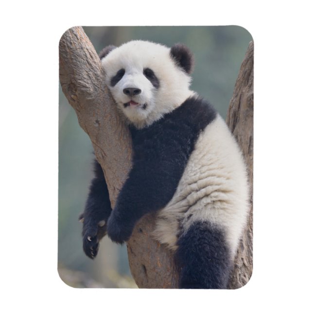 Cutest Baby Animals | Baby Panda Bear Sleeping Magnet (Vertical)