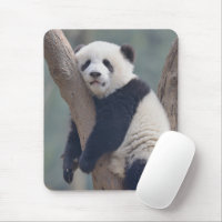 Cutest Baby Animals | Baby Panda Bear Sleeping