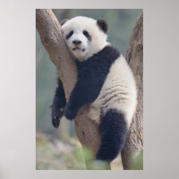 Cutest Baby Animals | Baby Panda Bear Sleeping