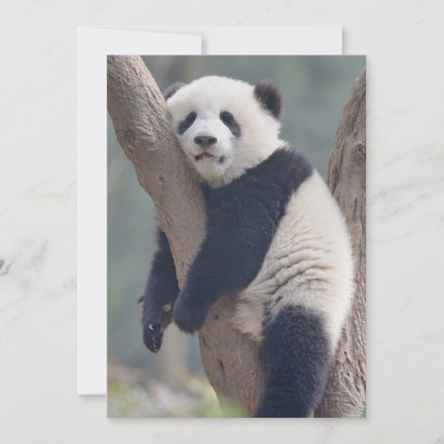 Cutest Baby Animals | Baby Panda Bear Sleeping Thank You Card (Front)