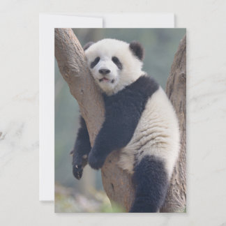 Cutest Baby Animals | Baby Panda Bear Sleeping Thank You Card