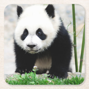 Cutest Baby Animals   Baby Panda Bear Square Paper Coaster
