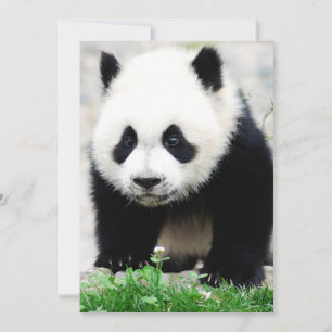 Cutest Baby Animals   Baby Panda Bear Thank You Card
