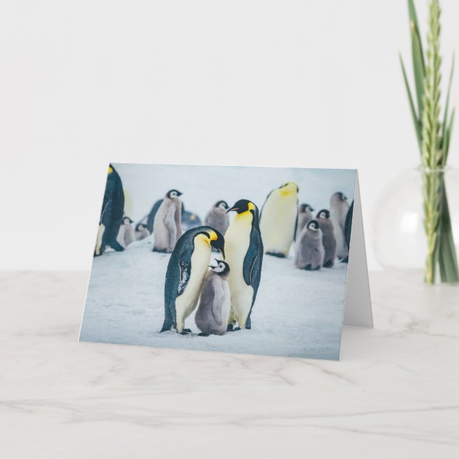 Cutest Baby Animals | Baby Penguin Feeding Card (Front)
