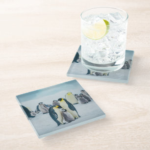 Cutest Baby Animals Baby Penguin Feeding Glass Coaster