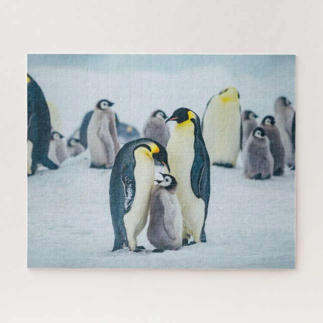 Cutest Baby Animals | Baby Penguin Feeding Jigsaw Puzzle (Horizontal)