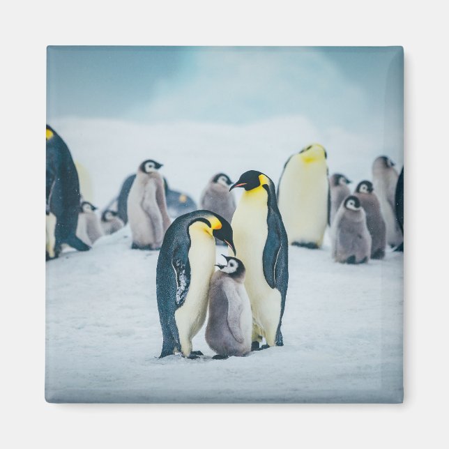 Cutest Baby Animals | Baby Penguin Feeding Magnet (Front)