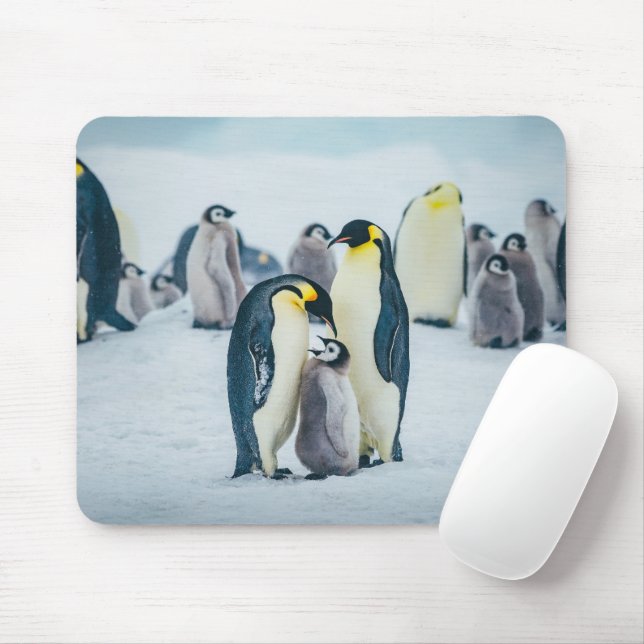 Cutest Baby Animals | Baby Penguin Feeding Mouse Mat (With Mouse)