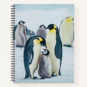 Cutest Baby Animals   Baby Penguin Feeding Notebook