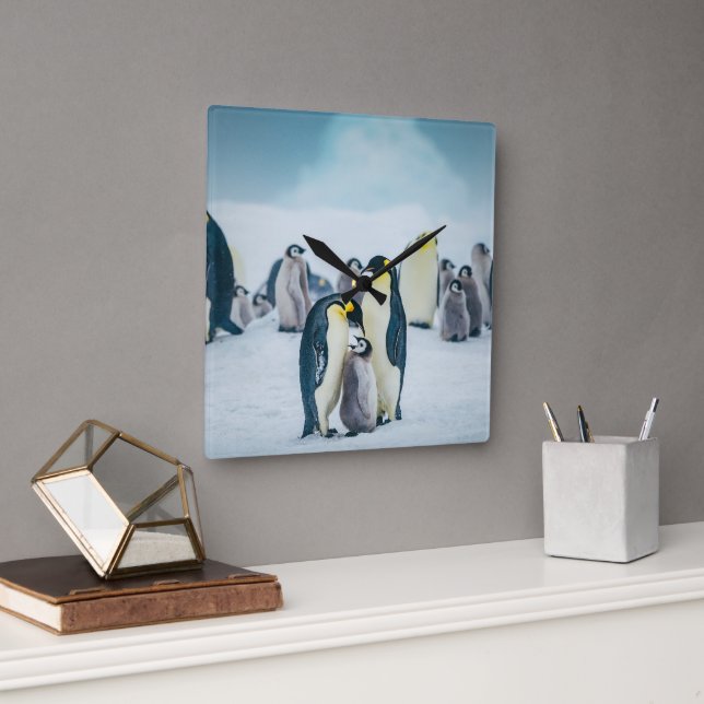 Cutest Baby Animals | Baby Penguin Feeding Square Wall Clock (Office)