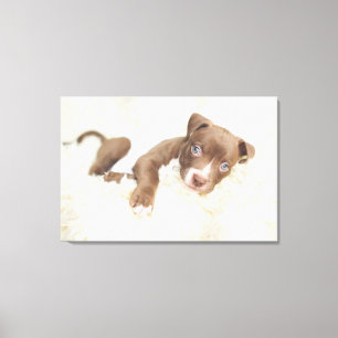 Cutest Baby Animals Baby Pit Bull Puppy Canvas Print