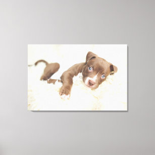 Cutest Baby Animals   Baby Pit Bull Puppy Canvas Print