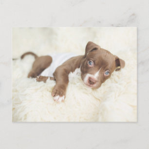 Cutest Baby Animals   Baby Pit Bull Puppy Postcard