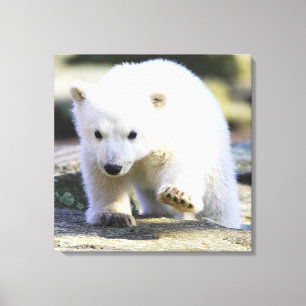 Cutest Baby Animals   Baby Polar Bear Canvas Print
