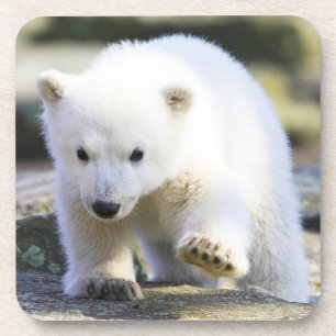 Cutest Baby Animals Baby Polar Bear Coaster