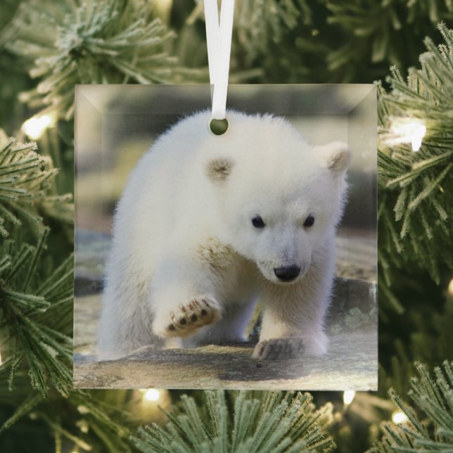Cutest Baby Animals | Baby Polar Bear Cub Glass Tree Decoration (Insitu)
