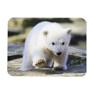 Cutest Baby Animals   Baby Polar Bear Cub Magnet