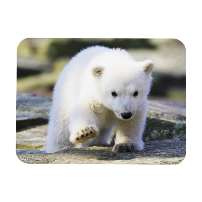 Cutest Baby Animals | Baby Polar Bear Cub Magnet (Horizontal)