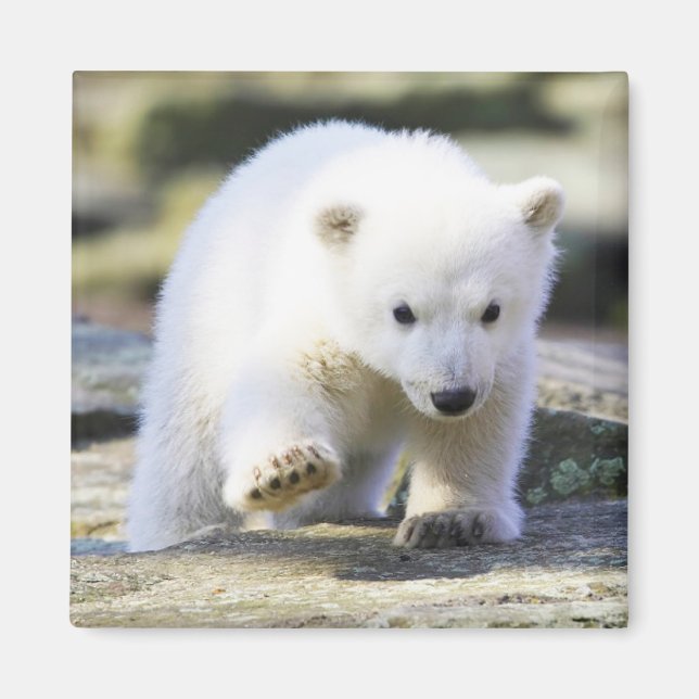Cutest Baby Animals | Baby Polar Bear Cub Magnet (Front)