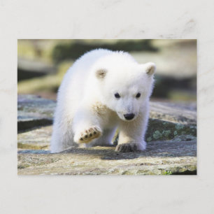 Cutest Baby Animals Baby Polar Bear Cub Postcard