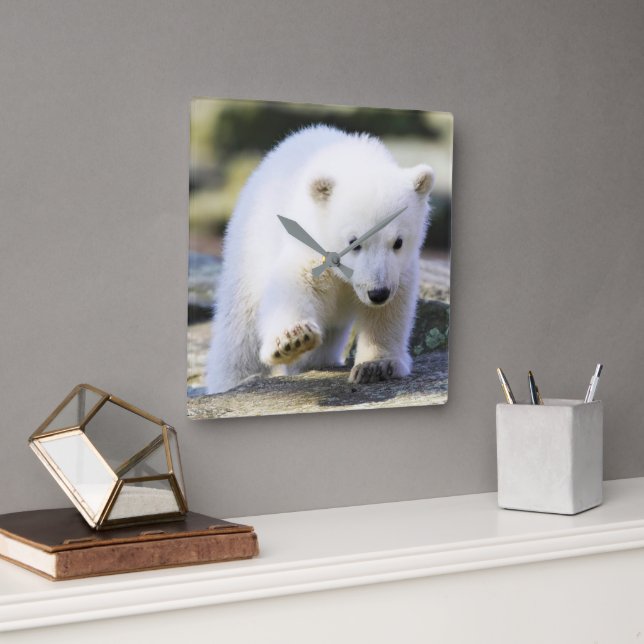 Cutest Baby Animals | Baby Polar Bear Cub Square Wall Clock (Office)