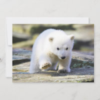 Cutest Baby Animals | Baby Polar Bear Cub
