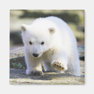 Cutest Baby Animals   Baby Polar Bear Magnet
