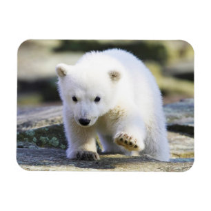 Cutest Baby Animals   Baby Polar Bear Magnet