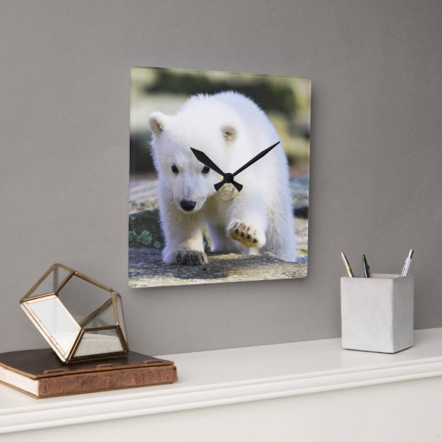 Cutest Baby Animals | Baby Polar Bear Square Wall Clock (Office)