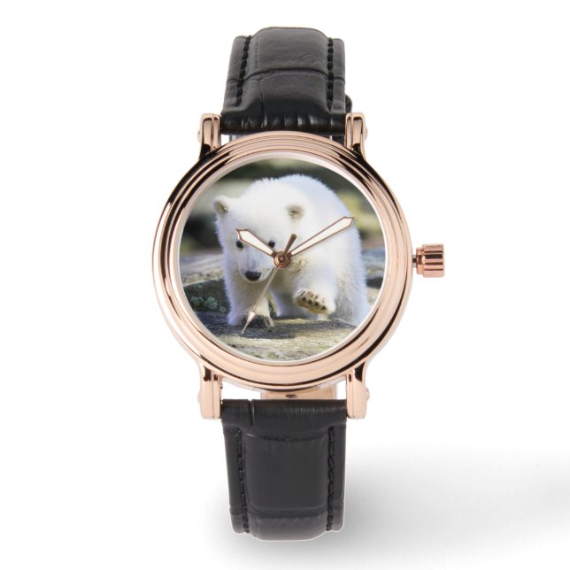 Cutest Baby Animals | Baby Polar Bear Watch (Front)