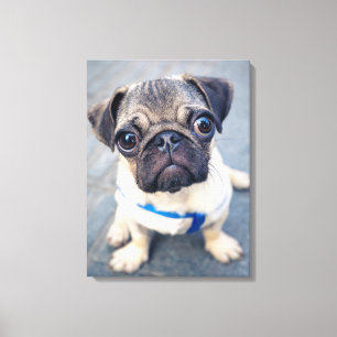 Cutest Baby Animals Baby Pug Canvas Print