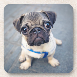 Cutest Baby Animals   Baby Pug Coaster