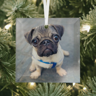 Cutest Baby Animals   Baby Pug Glass Tree Decoration