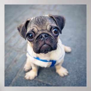 Cutest Baby Animals   Baby Pug Poster