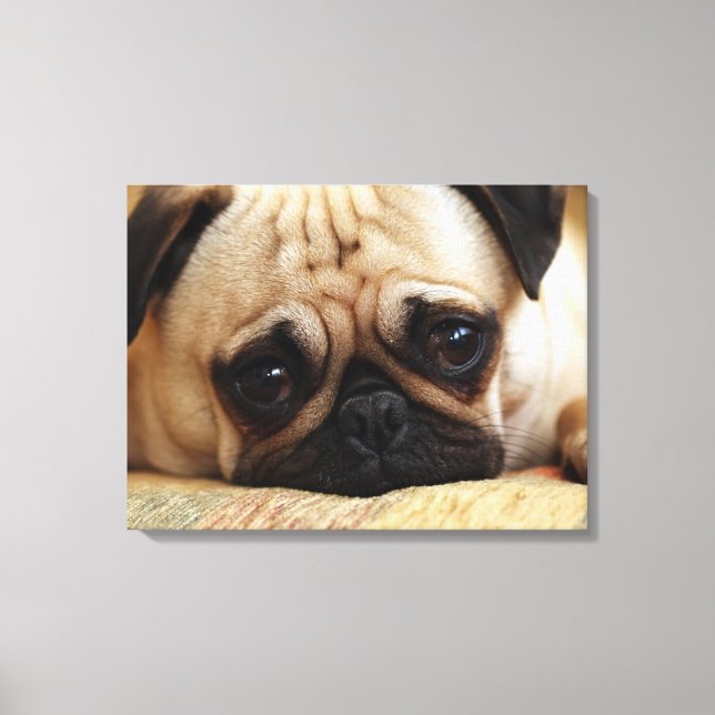 Cutest Baby Animals | Baby Pug Puppy Canvas Print (Front)