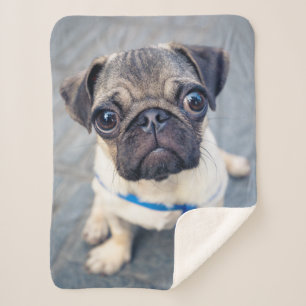 Cutest Baby Animals Baby Pug Sherpa Blanket