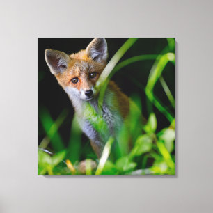 Cutest Baby Animals   Baby Red Fox Canvas Print