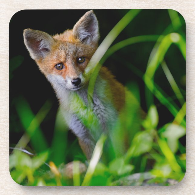 Cutest Baby Animals | Baby Red Fox Coaster (Front)